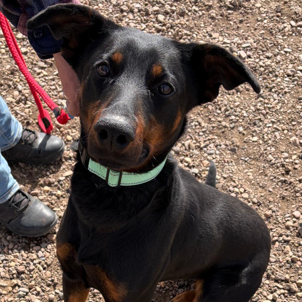 Dobby, a Adoptable Shepherd in Show Low, AZ image 2/4