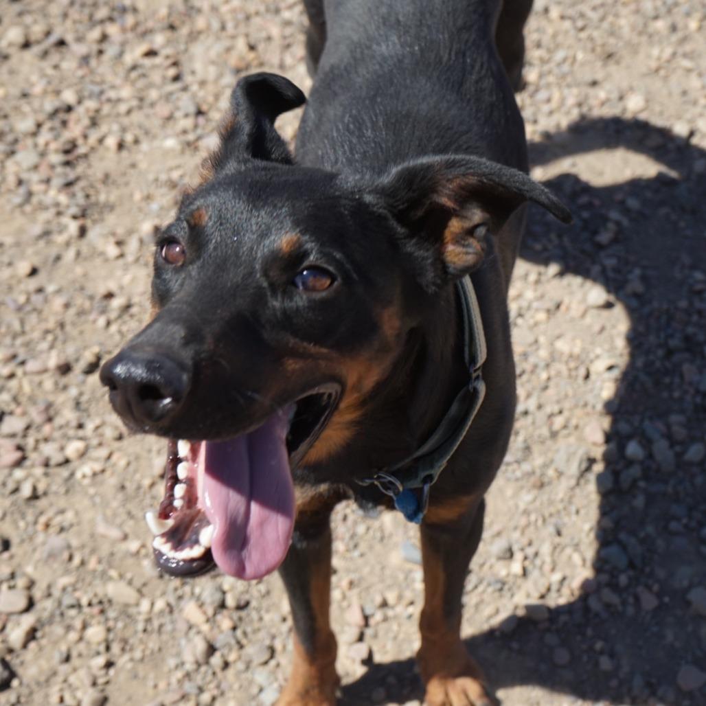 Dobby, a Adoptable mixed breed in Show Low, AZ image 4/6