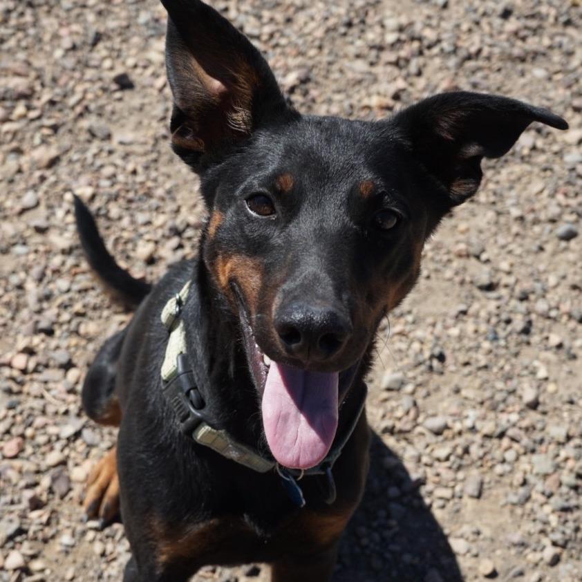 Enlarge Dobby, a Adoptable mixed breed in Show Low, AZ image 4/6