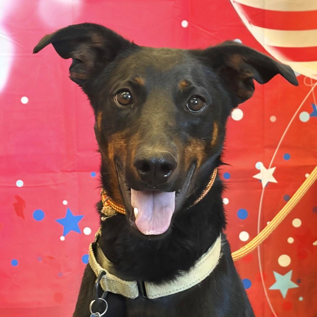 Dobby, a Adoptable mixed breed in Show Low, AZ image 5/6