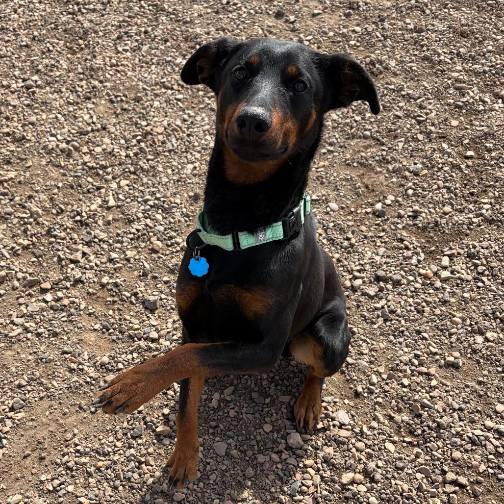Dobby, a Adoptable Shepherd in Show Low, AZ image 3/4