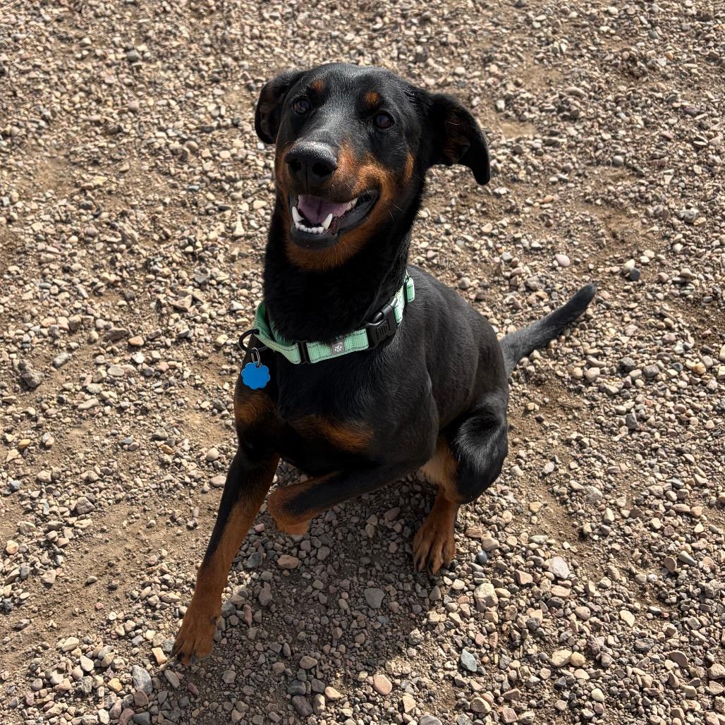 Dobby, a Adoptable Shepherd in Show Low, AZ image 4/4