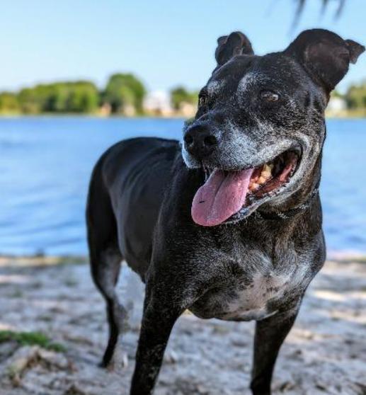 Athena, a Adoptable mixed breed in Ocala, FL image 1/3