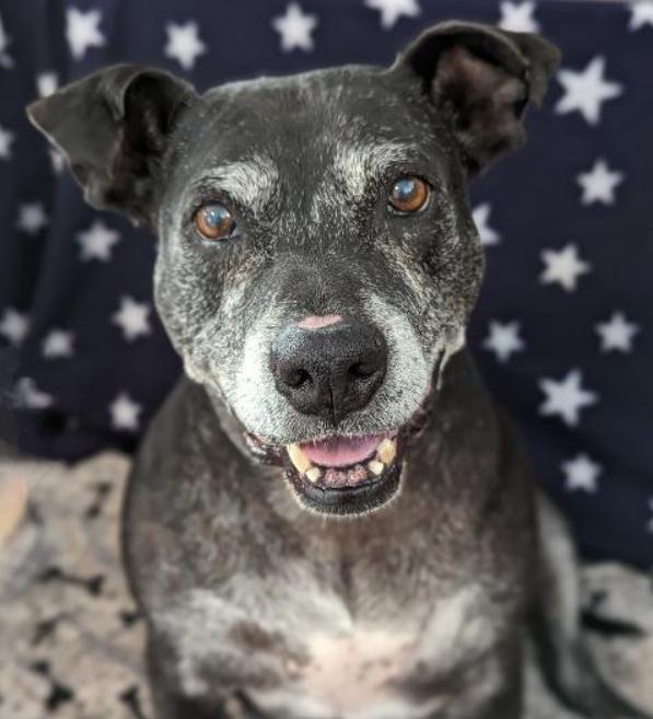 Athena, Senior Female American Bulldog