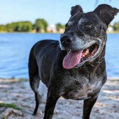 Enlarge Athena, a Adoptable mixed breed in Ocala, FL image 4/4