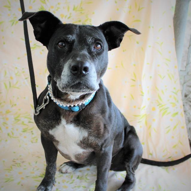 Enlarge Athena, a Adoptable mixed breed in Ocala, FL image 3/4
