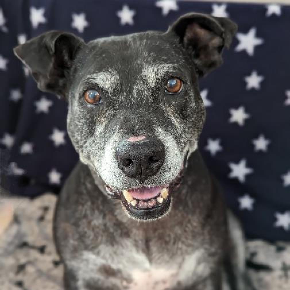 Athena, Adoptable, Senior Female American Bulldog.