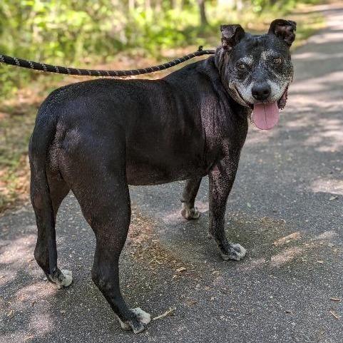 Athena, Adoptable, Senior Female American Bulldog.