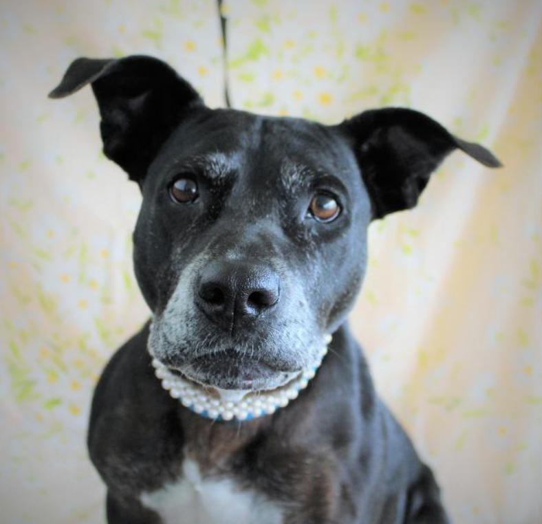 Athena, a Adoptable mixed breed in Ocala, FL image 3/3