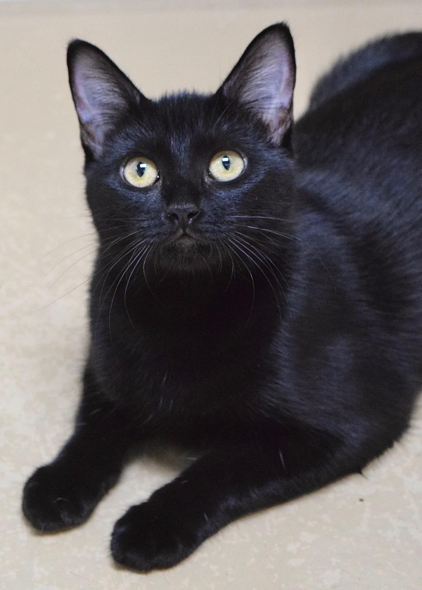 Enlarge Wednesday, a Adoptable Domestic Short Hair in Dublin, CA image 2/4