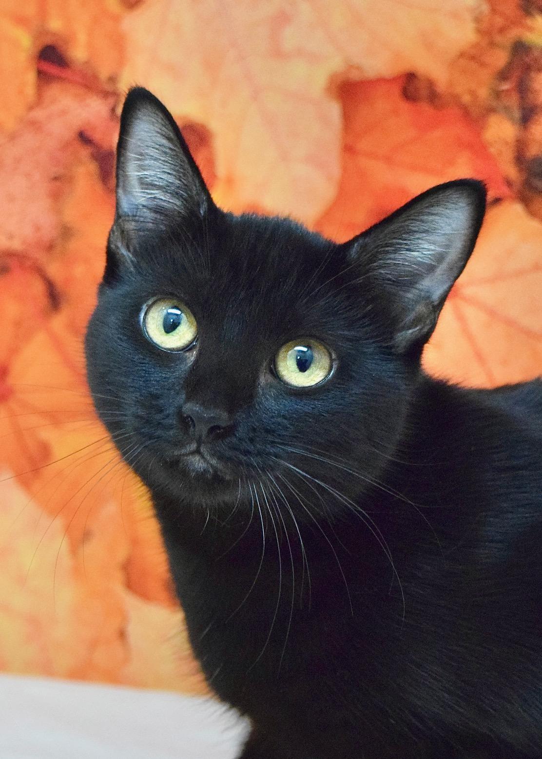 Enlarge Wednesday, a Adoptable Domestic Short Hair in Dublin, CA image 1/4