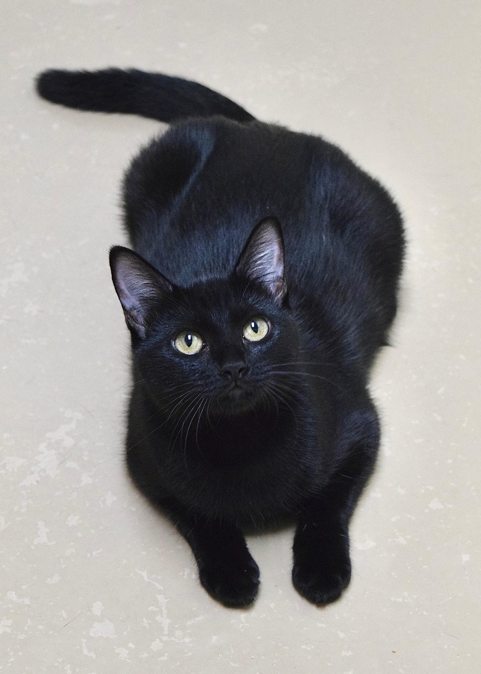 Enlarge Wednesday, a Adoptable Domestic Short Hair in Dublin, CA image 4/4