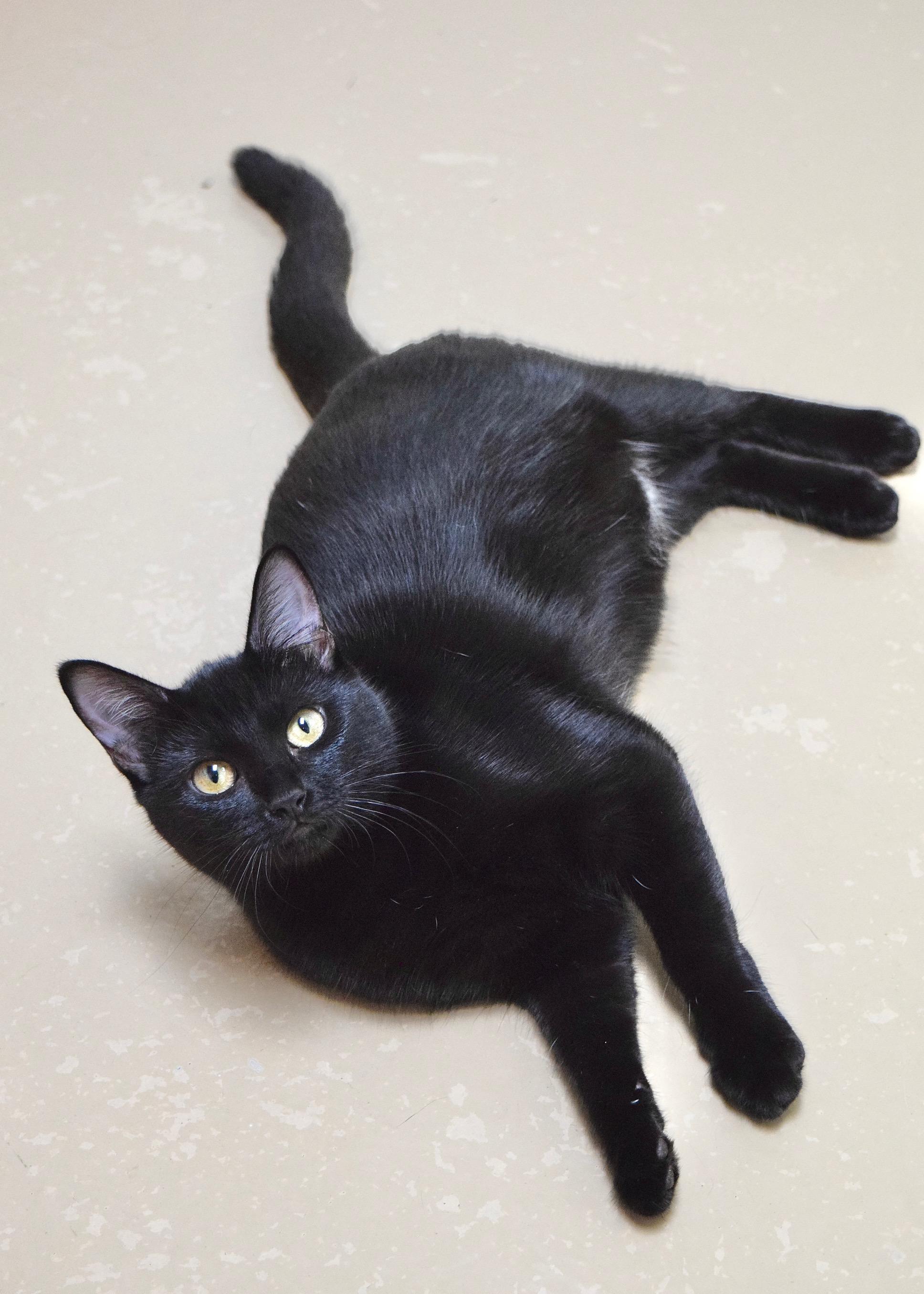 Enlarge Wednesday, a Adoptable Domestic Short Hair in Dublin, CA image 3/4