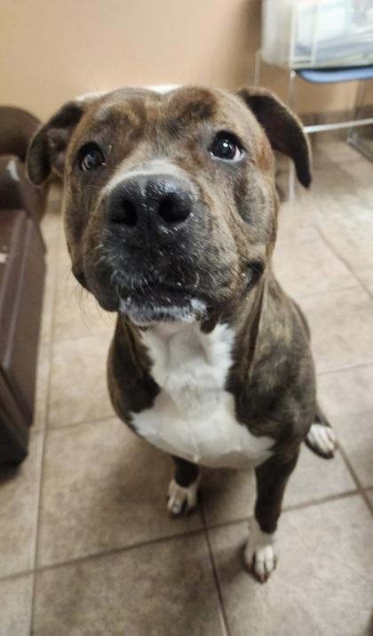 Enlarge Lilly, a Adoptable mixed breed in Gainesville, FL image 2/2