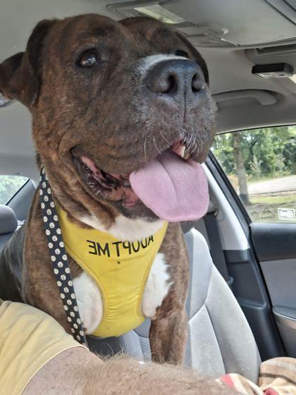 Enlarge Lilly, a Adoptable mixed breed in Gainesville, FL image 2/2