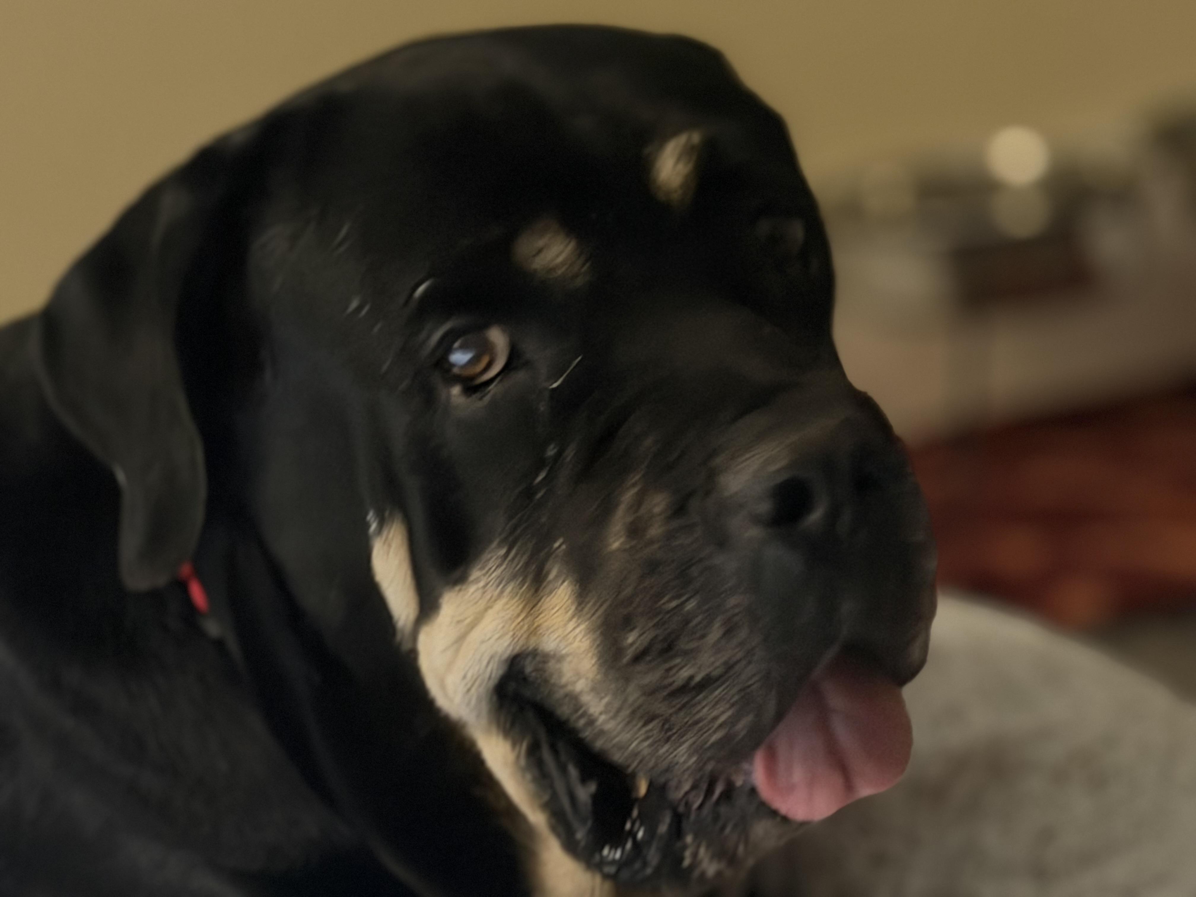 Sophia , ADOPTABLE, Senior Female Mastiff & Rottweiler.