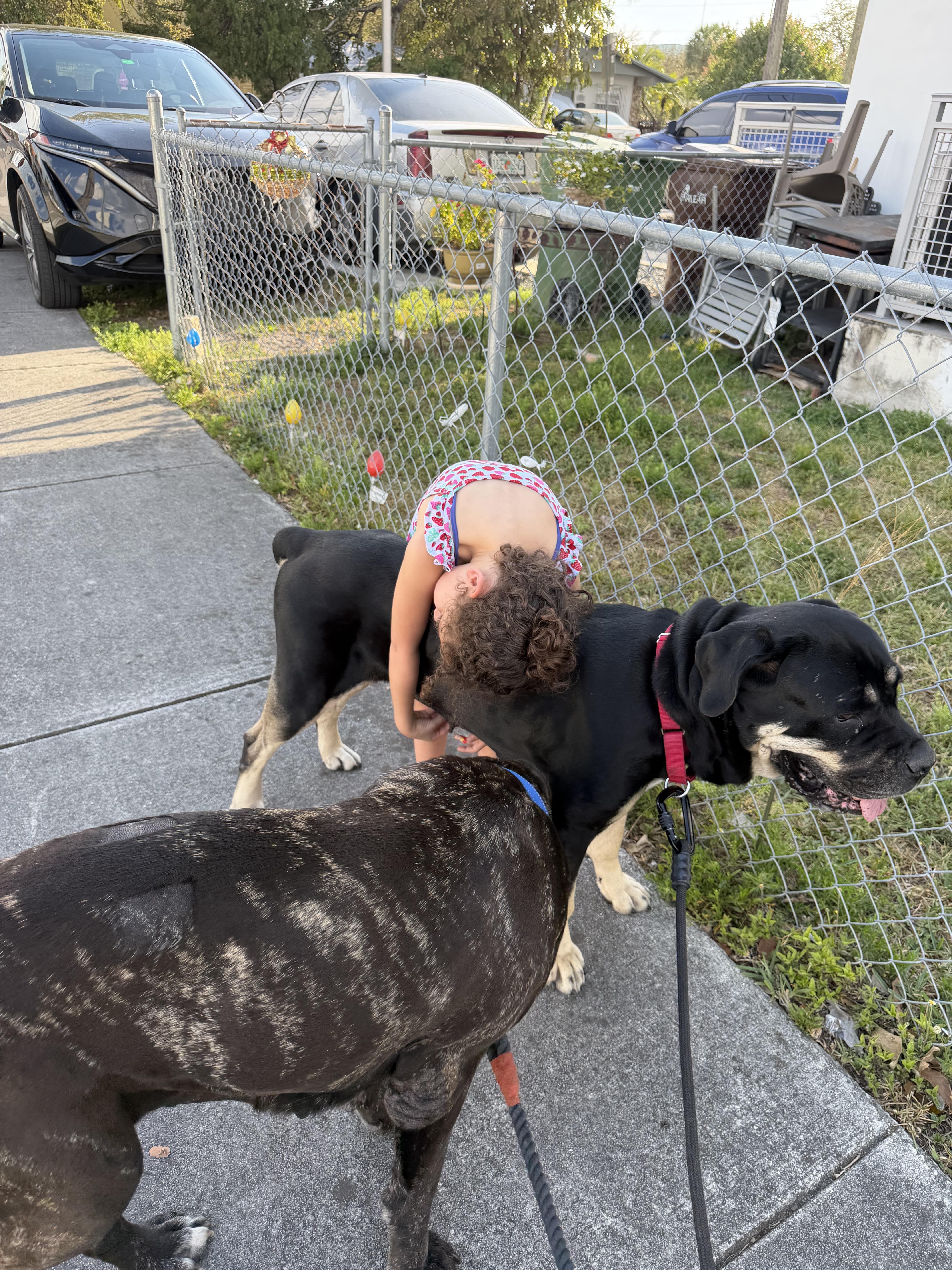 Enlarge Sophia , a ADOPTABLE mixed breed in Miami, FL image 3/4