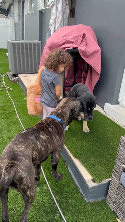 Enlarge Sophia , a ADOPTABLE mixed breed in Miami, FL video 4/4
