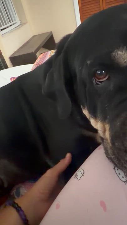 Enlarge Sophia , a ADOPTABLE mixed breed in Miami, FL video 1/4