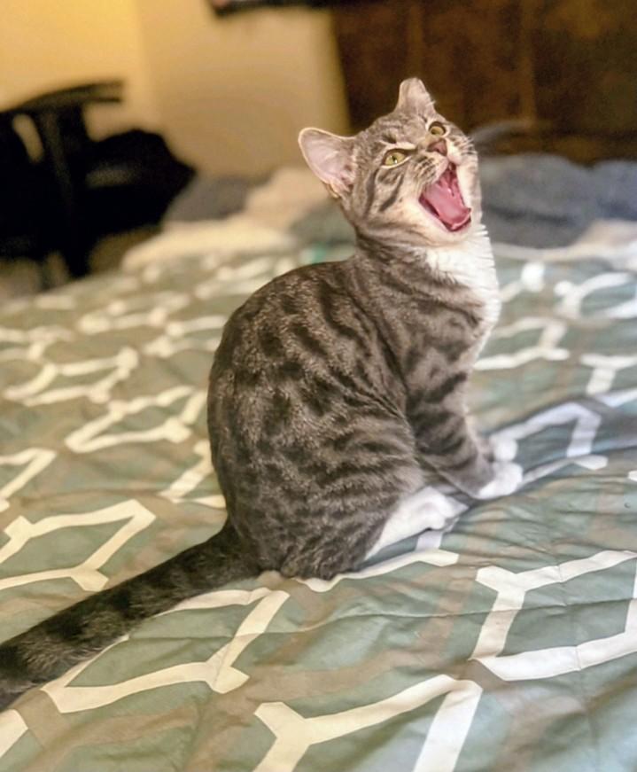 Sophia, ADOPTABLE, Kitten Female Domestic Short Hair.