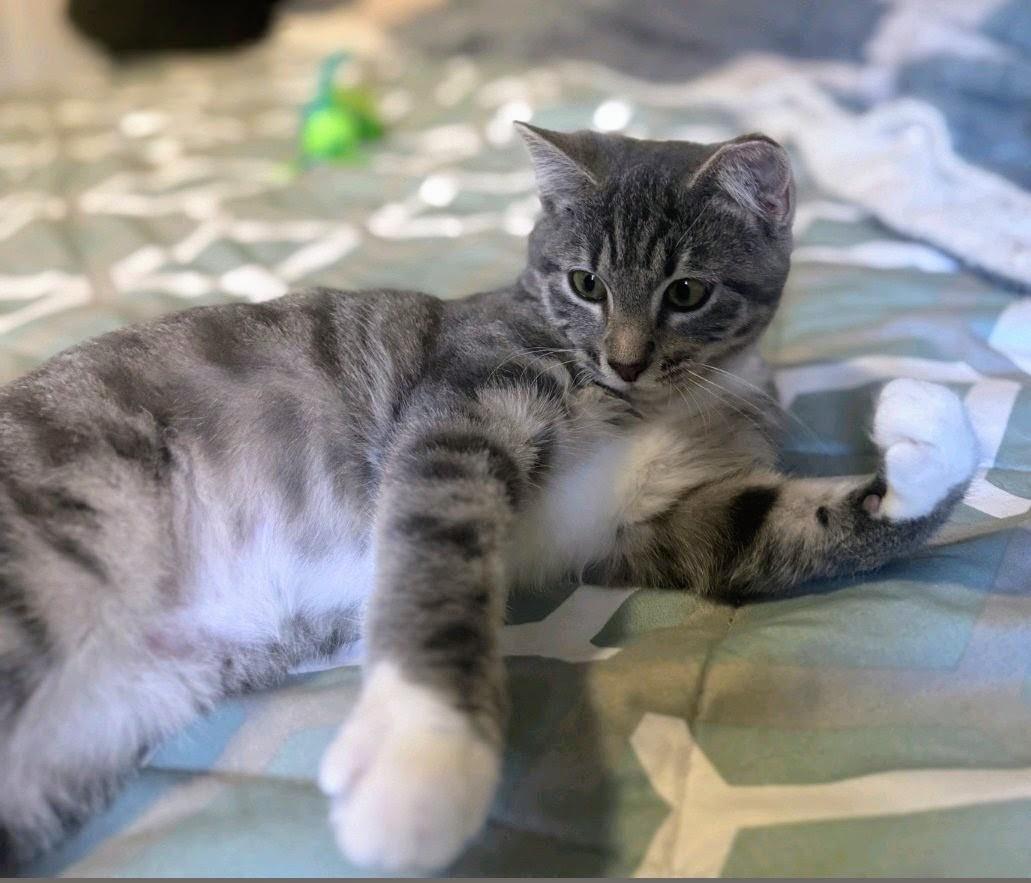 Sophia, a ADOPTABLE Domestic Short Hair in Reno, NV image 2/4