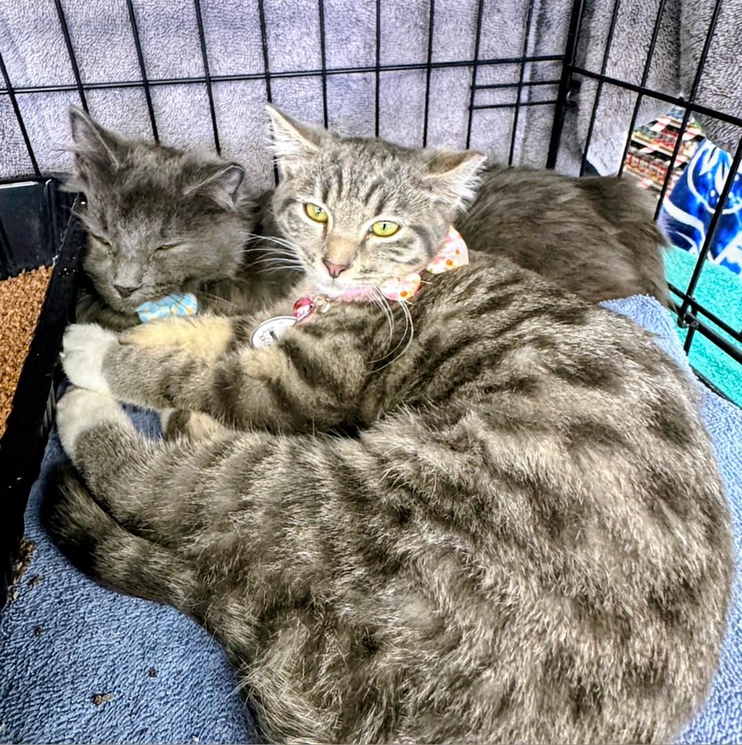 Sophia, a ADOPTABLE Domestic Short Hair in Reno, NV image 3/4