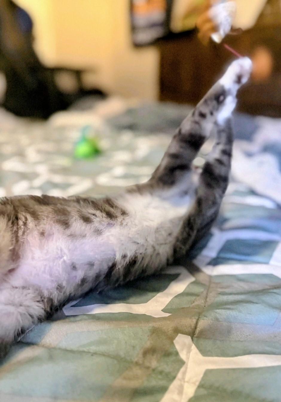 Sophia, a ADOPTABLE Domestic Short Hair in Reno, NV image 4/4