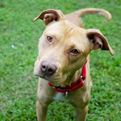 Brewster, a Adoptable Mixed Breed in West Chester, PA image 1/3