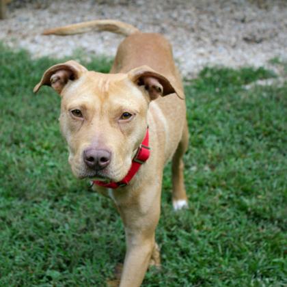 Brewster, a Adoptable Mixed Breed in West Chester, PA image 2/3