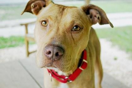 Brewster, a Adoptable Mixed Breed in West Chester, PA image 3/3