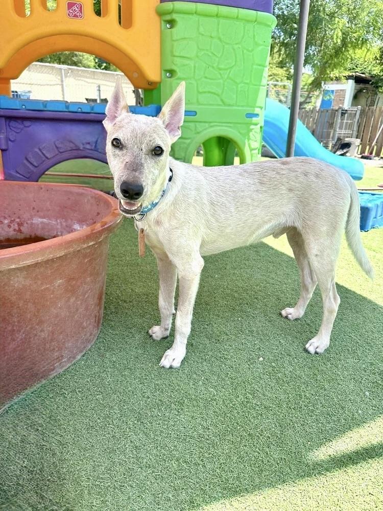 Ángel, adopted, Young Male Mixed Breed.