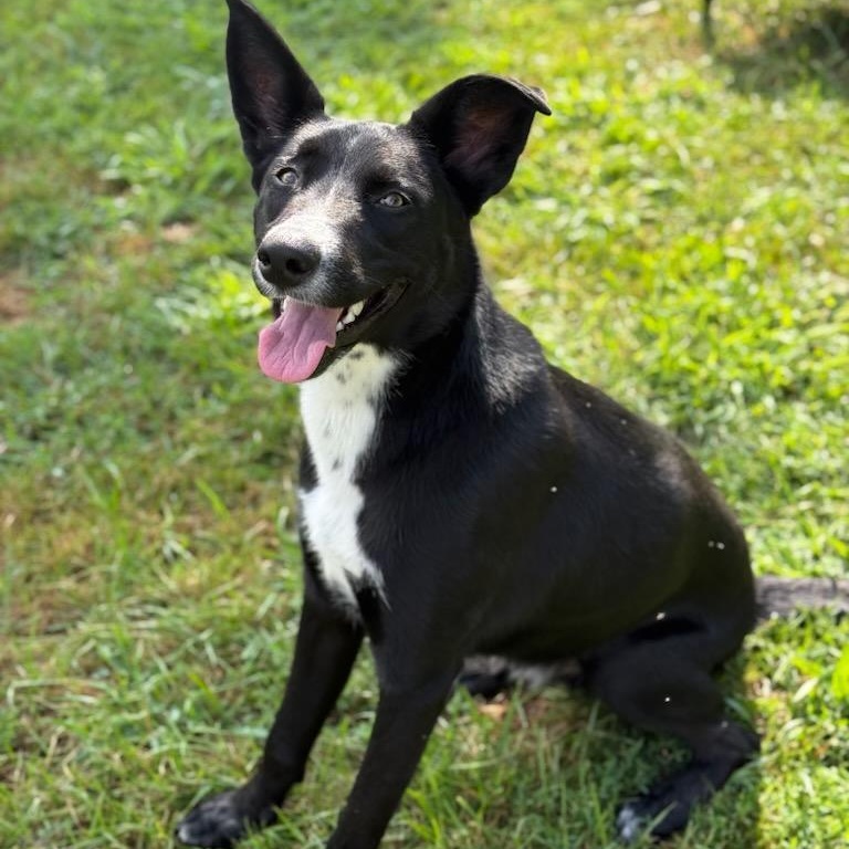 Enlarge Skelly, a Adoptable mixed breed in Greensburg, PA image 1/5