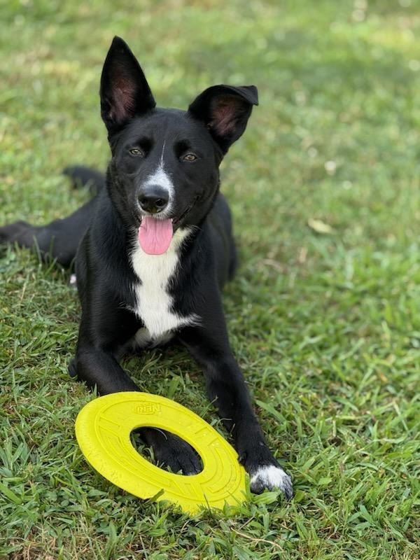 Enlarge Skelly, a Adoptable mixed breed in Greensburg, PA image 4/5