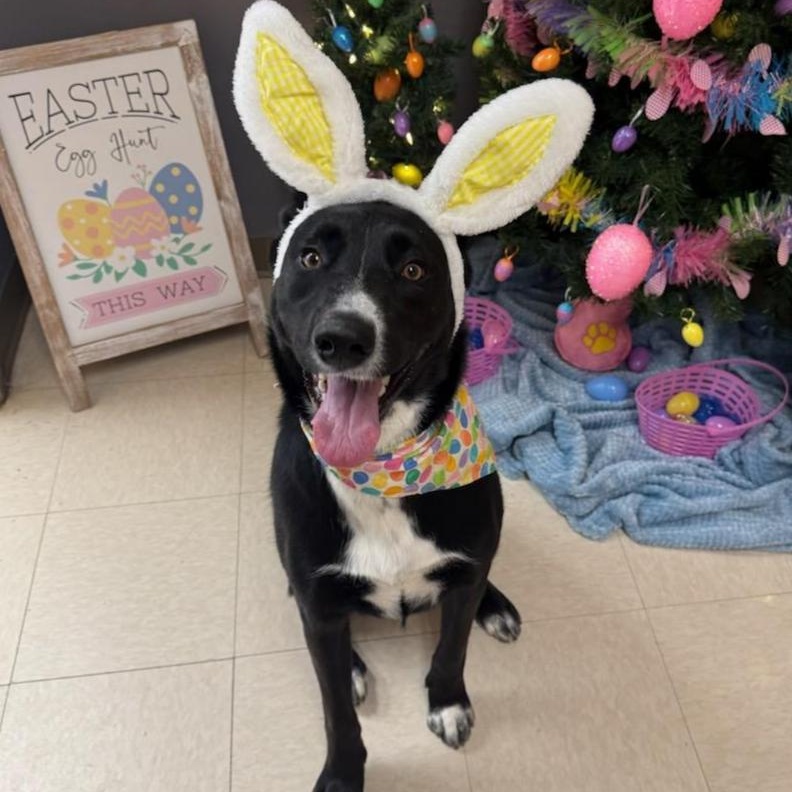 Skelly, adoptable, Adult Male Mixed Breed.