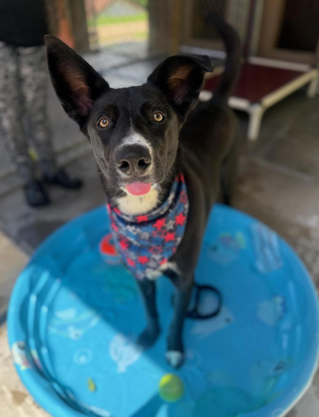 Enlarge Skelly, a Adoptable mixed breed in Greensburg, PA image 5/5