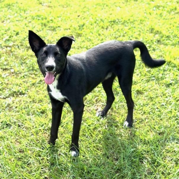 Enlarge Skelly, a Adoptable mixed breed in Greensburg, PA image 3/5