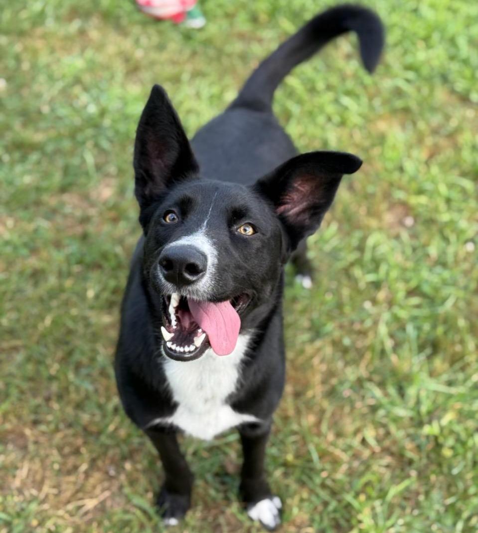 Enlarge Skelly, a Adoptable mixed breed in Greensburg, PA image 2/5