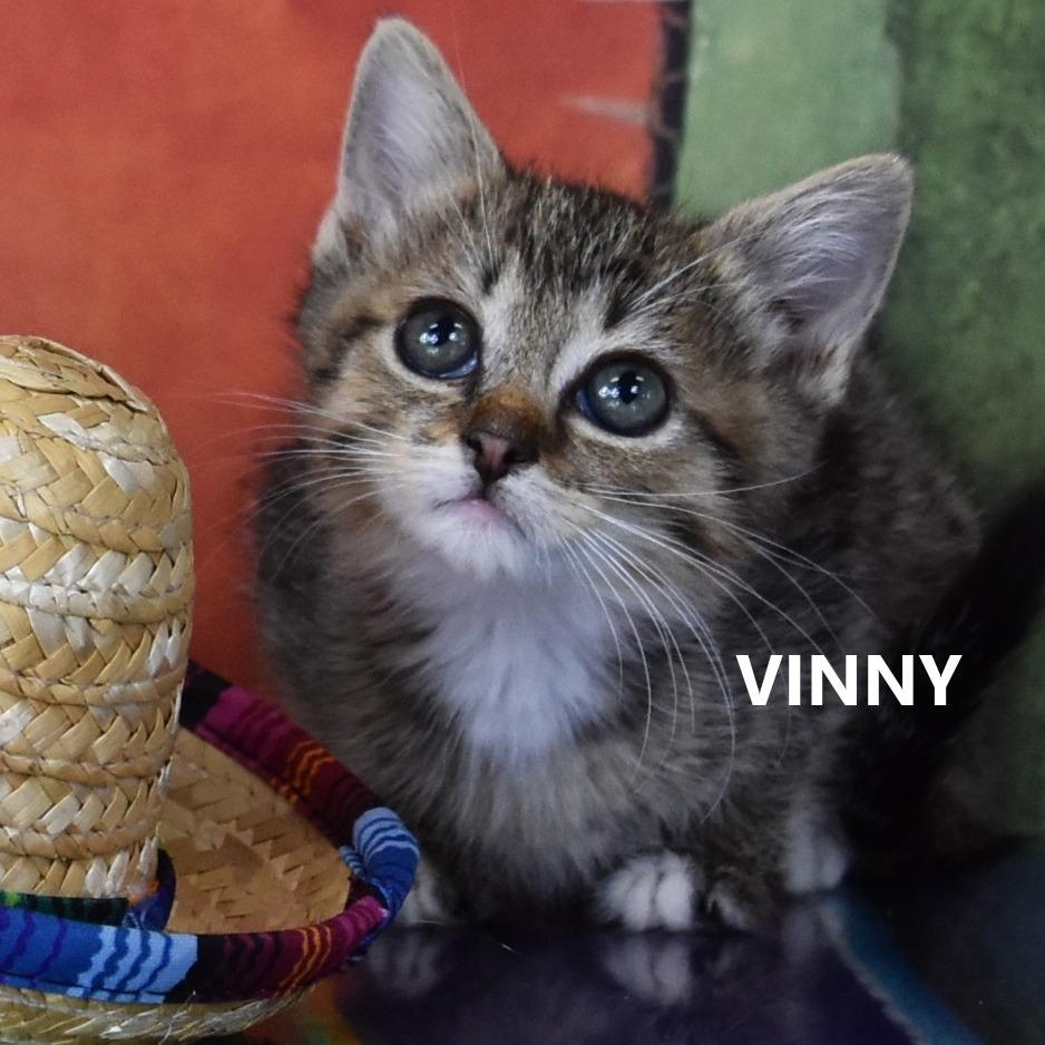Vinny, Adoptable, Kitten Female Domestic Short Hair.