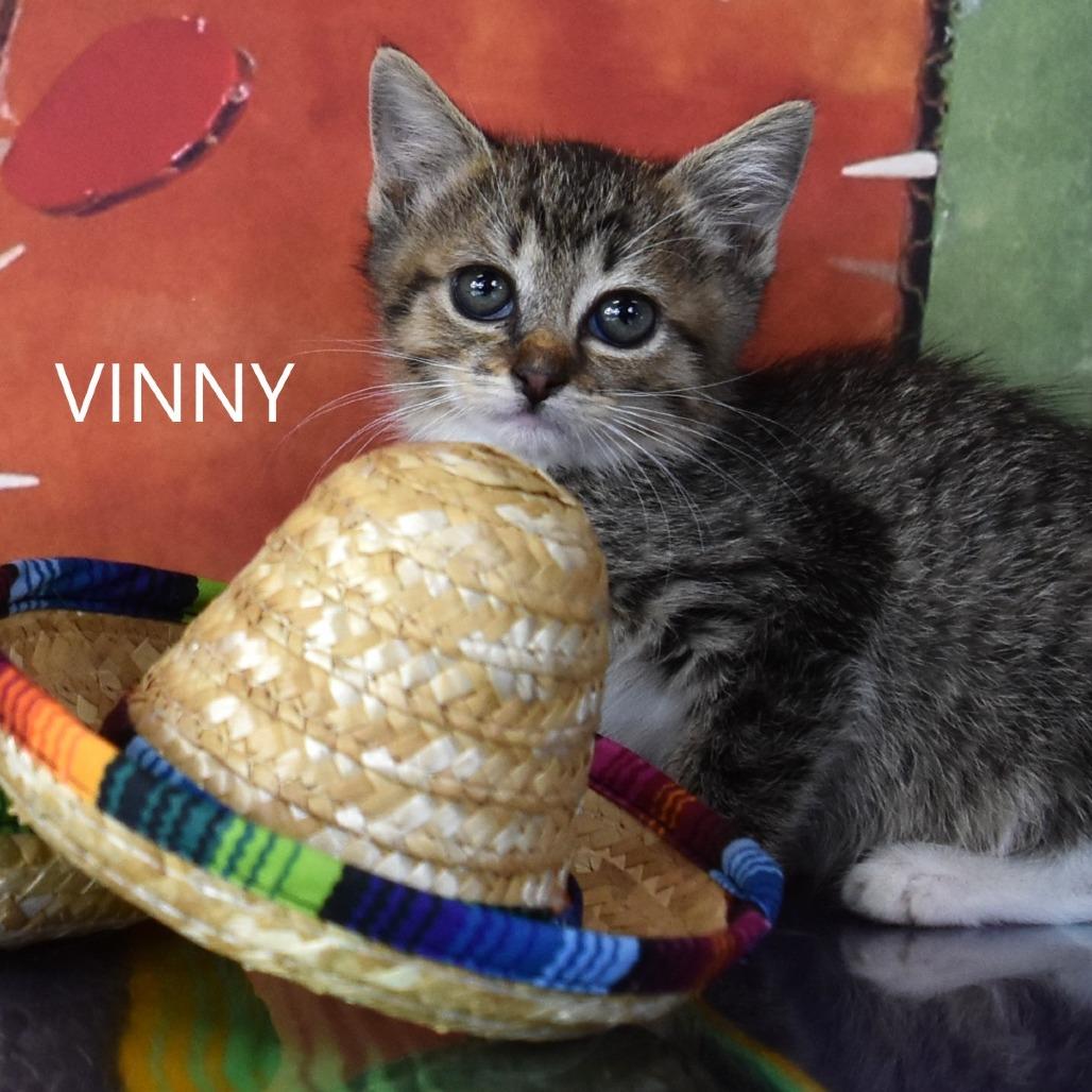 Vinny, a Adoptable Domestic Short Hair in Salt Lake City, UT image 2/3