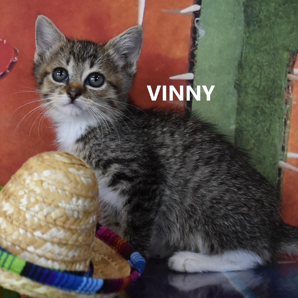 Vinny, a Adoptable Domestic Short Hair in Salt Lake City, UT image 3/3