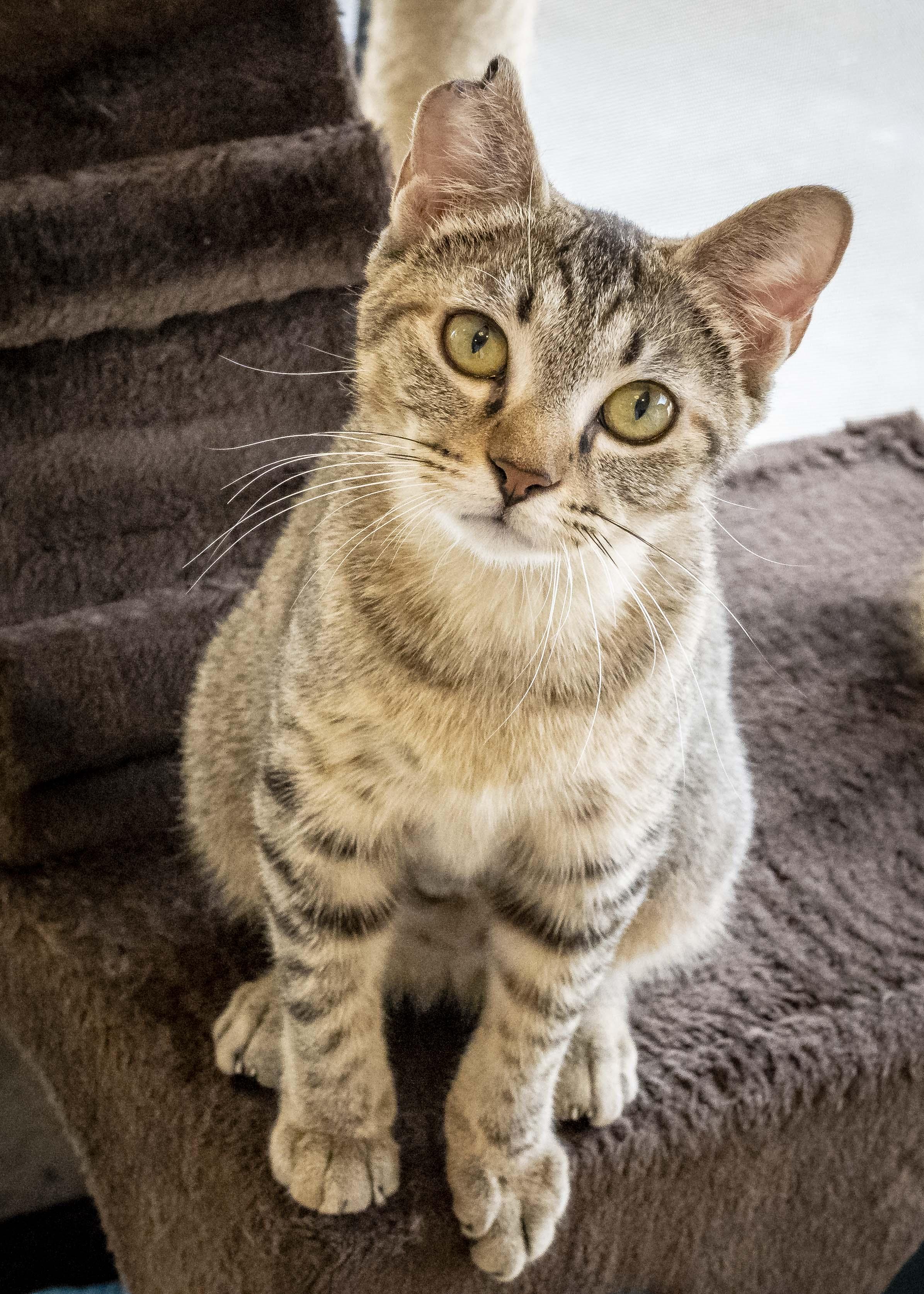 Enlarge Jasmine, an adopted Domestic Short Hair in Tulsa, OK image 1/1