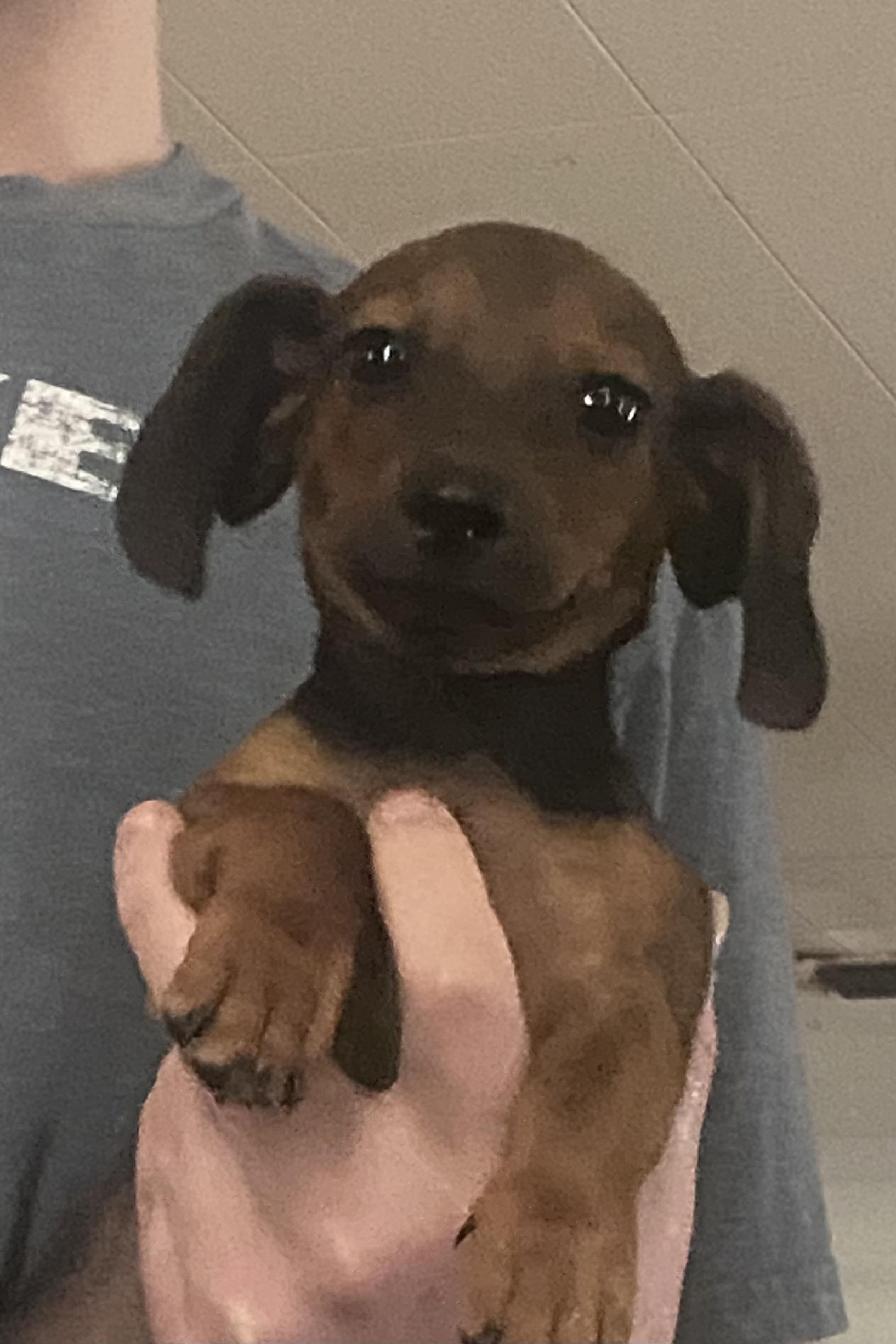 Frank, Adoptable, Puppy Male Dachshund.