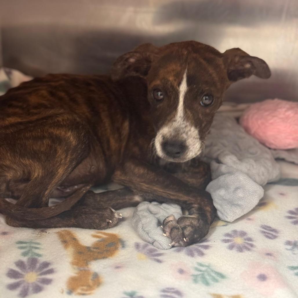 Enlarge Kami, a Adoptable Mountain Cur in Starkville, MS image 1/1