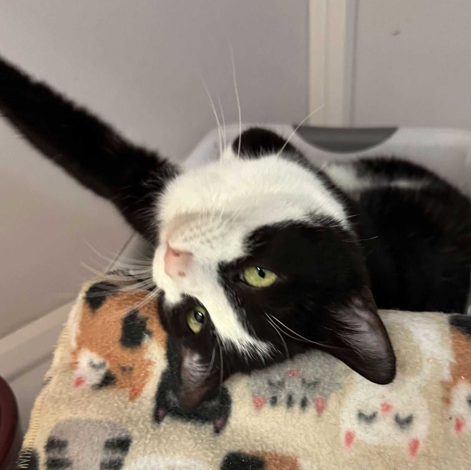 Penguin, Adoptable, Young Female Domestic Short Hair.