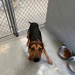 VANESSA, a Adoptable Mixed Breed in Columbus, MS image 1/3