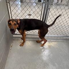 VANESSA, a Adoptable Mixed Breed in Columbus, MS image 2/3