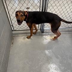 VANESSA, a Adoptable Mixed Breed in Columbus, MS image 3/3