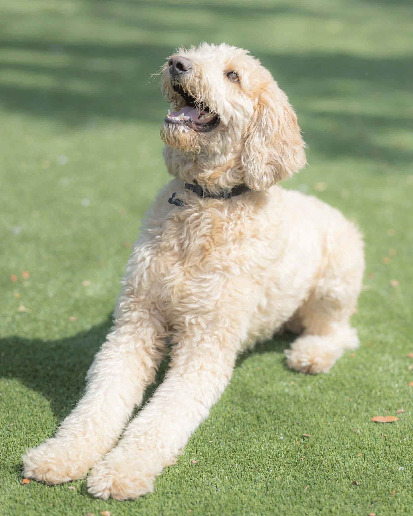 Bennie, an adopted Goldendoodle in Orlando, FL image 4/6