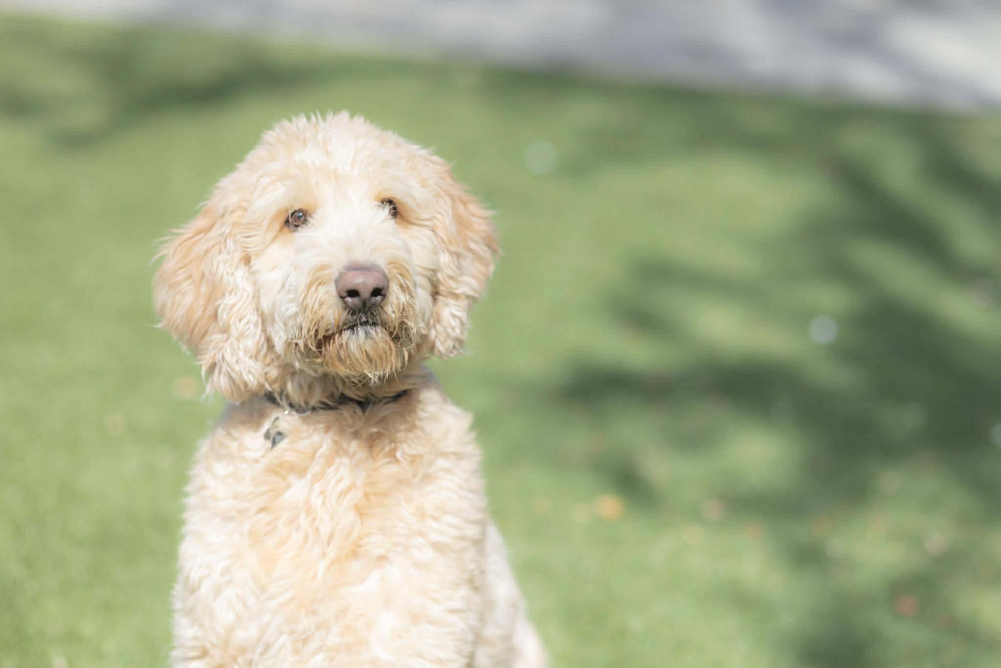 Bennie, an adopted Goldendoodle in Orlando, FL image 3/6