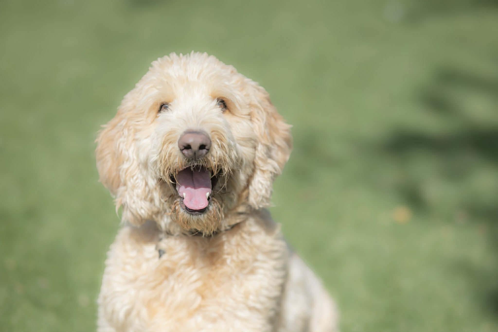 Bennie, an adopted Goldendoodle in Orlando, FL image 2/6